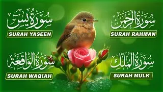 Beautiful Surah Yasin | Surah Rahman | Surah Waqia | Surah Mulk | Full Quran HD | By Alaa Aqel 