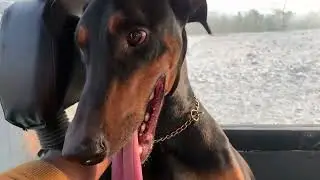 Rambo (Doberman) after Morning workout || JSGS HOMESTAY || Dog Training