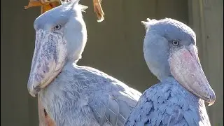 Shoebill Storks Fascinating Courting and Mating Behaviors