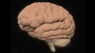 Avances neurocientíficos que ayudan a pacientes con epilepsia y alzhéimer