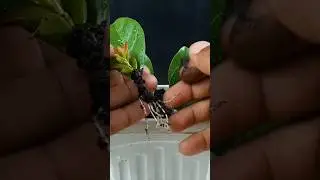 A wonderful tips & trick to grow strawberry guava plant at home || #reels #shorts #highlights