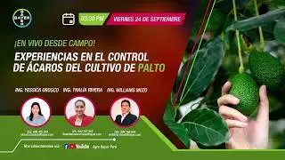 Experiencias en el control de &aacute;caros del cultivo de palto | Agro Bayer Per&uacute;