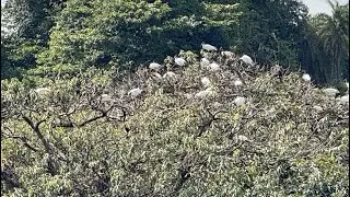 Ranganathittu Bird Sanctuary #nature #birds #migratorybird #river 