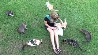 The Cats of Kennedy Park (Lima, Peru)