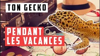 5 SOLUTIONS pour garder ton gecko pendant les vacances