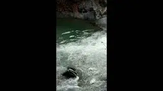 Weekend di pesca a mosca in val di Sole