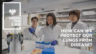 Chen Lab: How can we protect our lungs from disease? &mdash; Inside the Lab at the University of Chicago