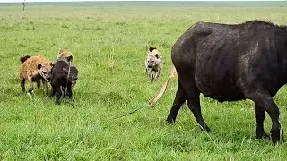 Самка буйволицы рожает, а затем защищает детёныша от стаи гиен