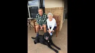 🐾Companions in Care: Dogs, Dementia, and Daily Joy 🐾