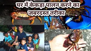 Crab farming | Crab farming at home  !! Freshwater crabs ||