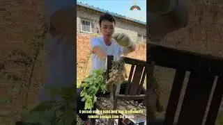 A person uses a hand-held tool to efficiently remove peanuts from the plants.