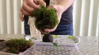 初心者向け 苔玉のつくりかた How to make a mossball