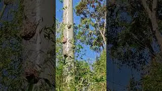 Nests of parrots in the trees in Singapore Zoo #singaporezoo #mandai #nightsafari #visitsingapore