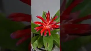 Unique flowers bulb plant #viralvideo #trending #shorts #video #youtubeshorts