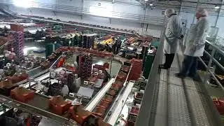 Agriculture fresh food factory