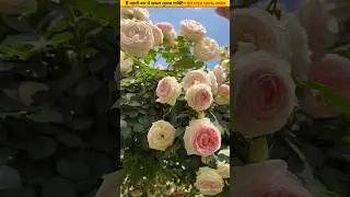 🌹Rose Grafting 100% Success Method #ytshorts #growth #gardening