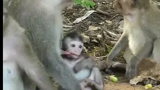 New Born Baby Monkey having fun with his family |Monkey Hub