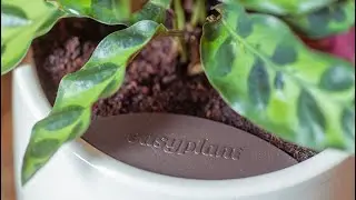 🌱easyplant 🌱