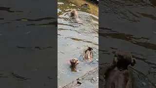 Due to the hot weather , many monkeys go swimming #video #funny #shorts