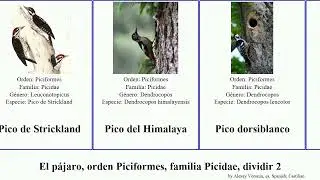 El p&aacute;jaro, orden Piciformes, familia Picidae, dividir 2 pito pico picamaderos sult&aacute;n las del bird