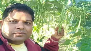 বিন খেতি। জানোৱাৰী ফেব্ৰুৱাৰী মাৰ্চ মাহত কোনটো গুটি দিব। দানা ঔষধ কি কি ব্যৱহাৰ কৰিব।