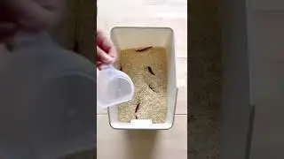 How to Keep Weevils and Bugs Away from Rice