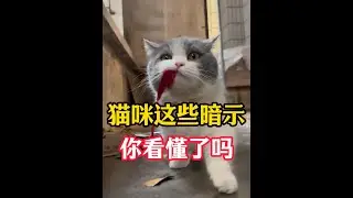 猫咪这些暗示你看懂了吗？你家猫都怎么暗示你呢？ #新手养猫 #养猫经验分享 #科学养宠攻略 #养猫知识 #猫咪