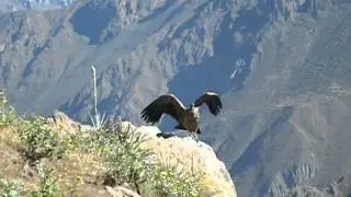 Condor Sighting with Cusi Travel!