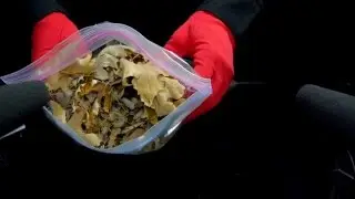 Leaves - ASMR