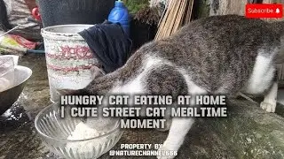 Hungry Cat Eating at Home | Cute Street Cat Mealtime Moment😺#cat#cats#streetcat#hungrycat#cateating
