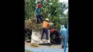 dos padi keliling || panen raya dulor