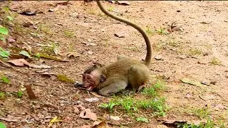 Big Seriously !! Badly April Bite Smallest Baby Cruelty Till Convulsive Around, How Terrify Baby