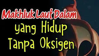 Vampire Squid: Makhluk Laut Dalam Bermata Merah yang Hidup Tanpa Oksigen