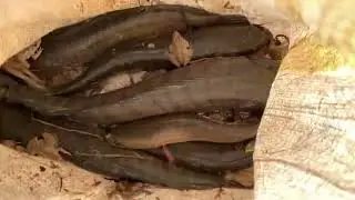 How to catch frog #frog #fishing #fishing_video #fishingvideo #snakeheadfish #giantsnakehead