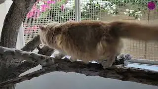 Mufasa&rsquo;s Catio Suite Holiday Playtime | Turkish Cat Exploring & Strolling