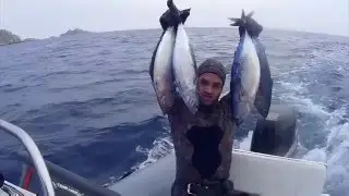 CHASSE DANS LE BLEU THONINE PELAMIDE THON