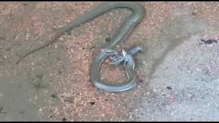 Epic Battle Between Snake and Crayfish!
