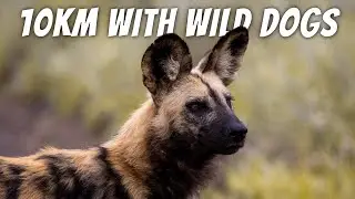 Kruger National Park - Day 3: Maroela. WITTY WILD DOGS, LIONS FEASTING & HYENA'S JOIN US FOR DINNER.