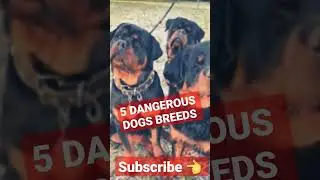 5 most dangerous 🔥🔥 & most famous dogs breeds | #paws #hbkennel #scoobers #viralvideo #viralshorts