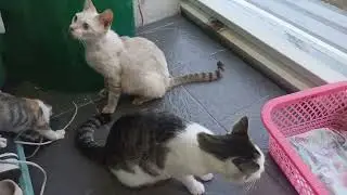 Mr. Cat looks confused at the kittens' behavior