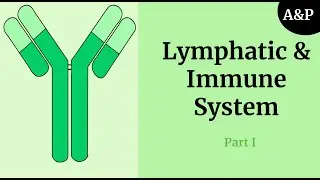 Introduction to the Lymphatic System | Lymphatic & Immune System Part 1