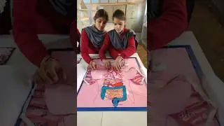 The human body system#scienceexperiment #2024#trendingshorts