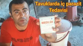 Tavuklarda iç parazit tedavisi #tavuk #civciv #kuluçkamakinesi #gurktavuk