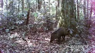 Mystery Pig