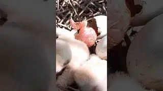 A baby falcon bird is hatching from an egg (P 3) #shorts