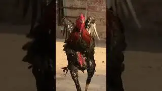 Youngster of pakistan aseel breed #aseelmurga #aseel #bird