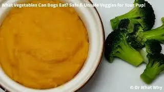 What Vegetables Can Dogs Eat? Safe & Unsafe Veggies for Your Pup!