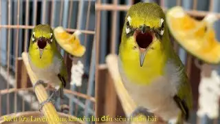 Khuyên líu kích bổi căng lửa | Luyện giọng khuyên líu đấu nhanh hiệu quả | Khuyên líu đấu căng lửa