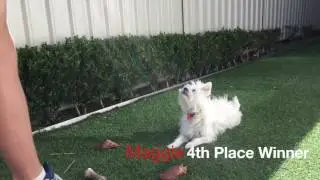 The K9 Care Sit & Stay Client Competition 2016