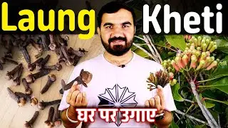लौंग की खेती | laung ka ped | Clove farming | long tree | long ka ped kaisa hota hai | long ki kheti